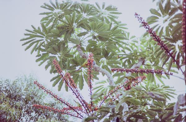 album Kodak Gold 200